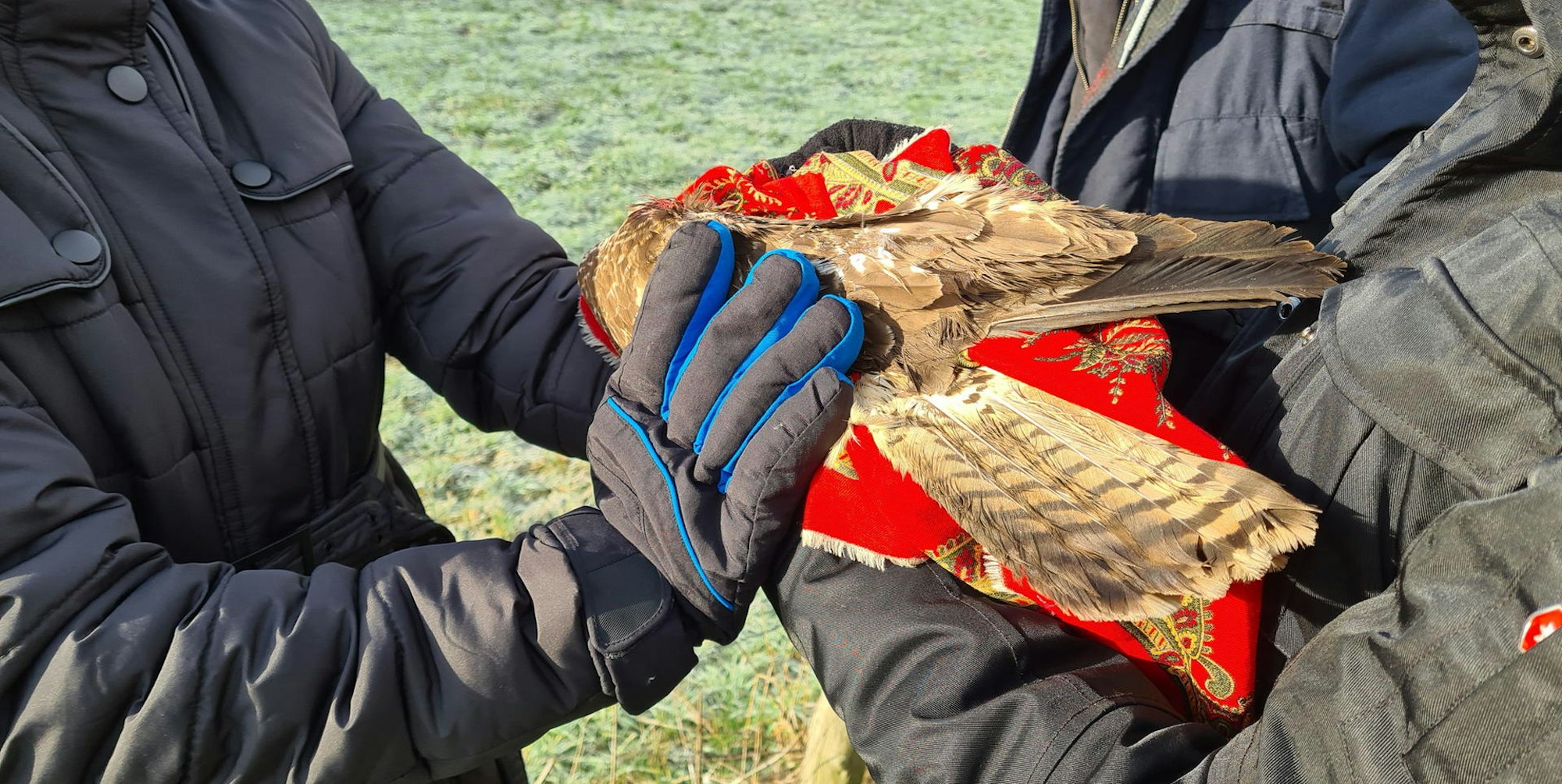 Wachtberg_Verletzter_Maeusebussard