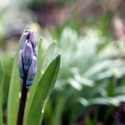 HYzinthe März 20200305max-garten03