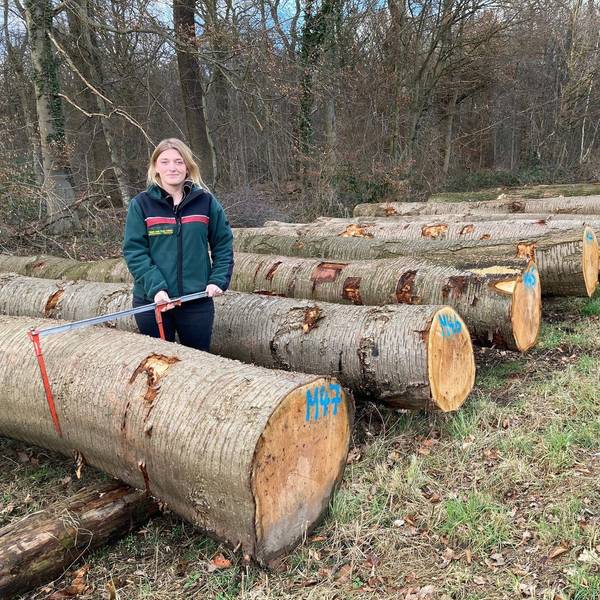 Versteigerung_Holz