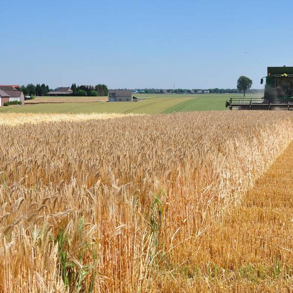 Ernte Sorge Rhein-Erft