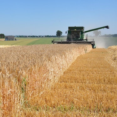 Ernte Sorge Rhein-Erft