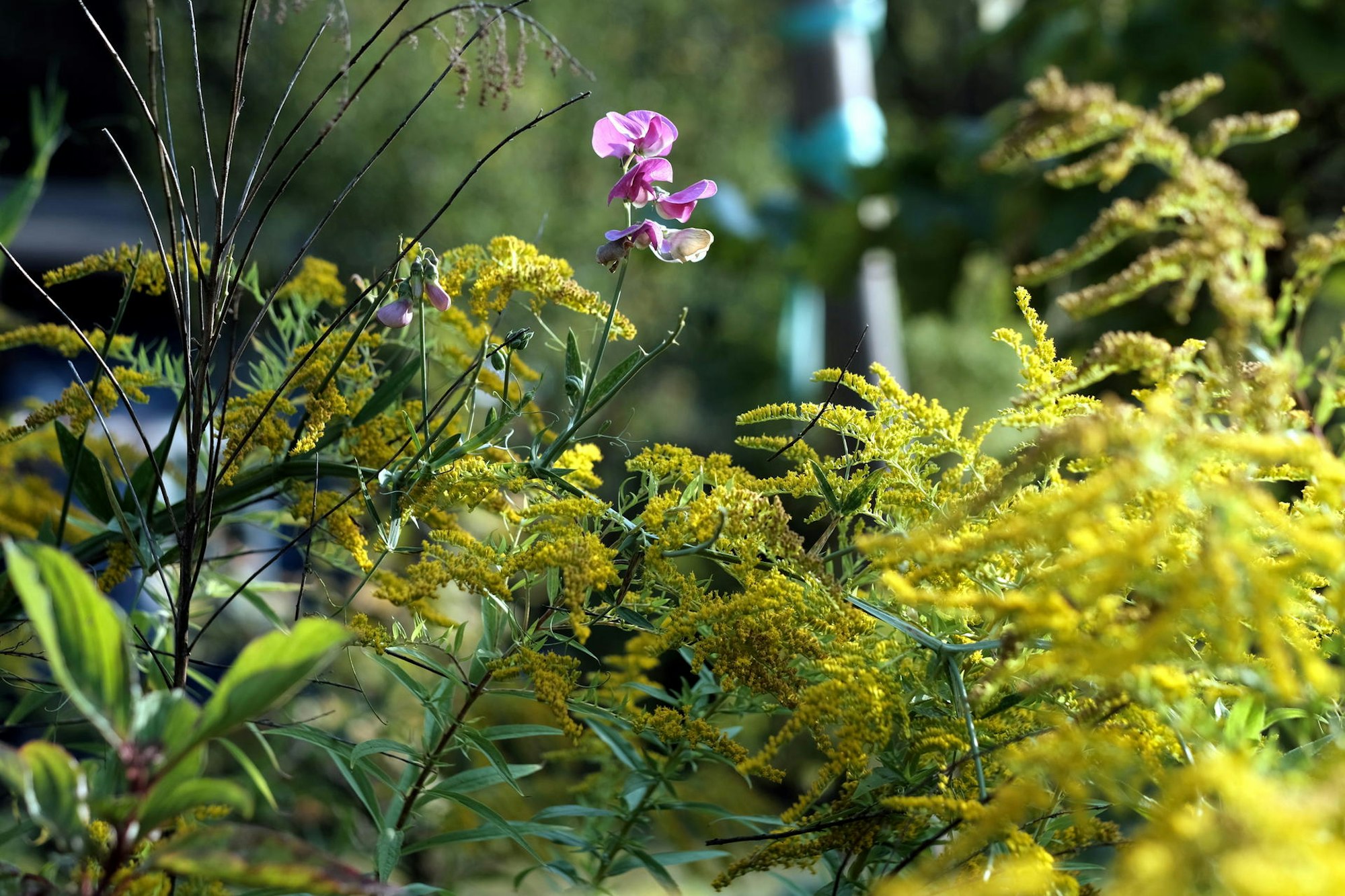 20190830max-garten27