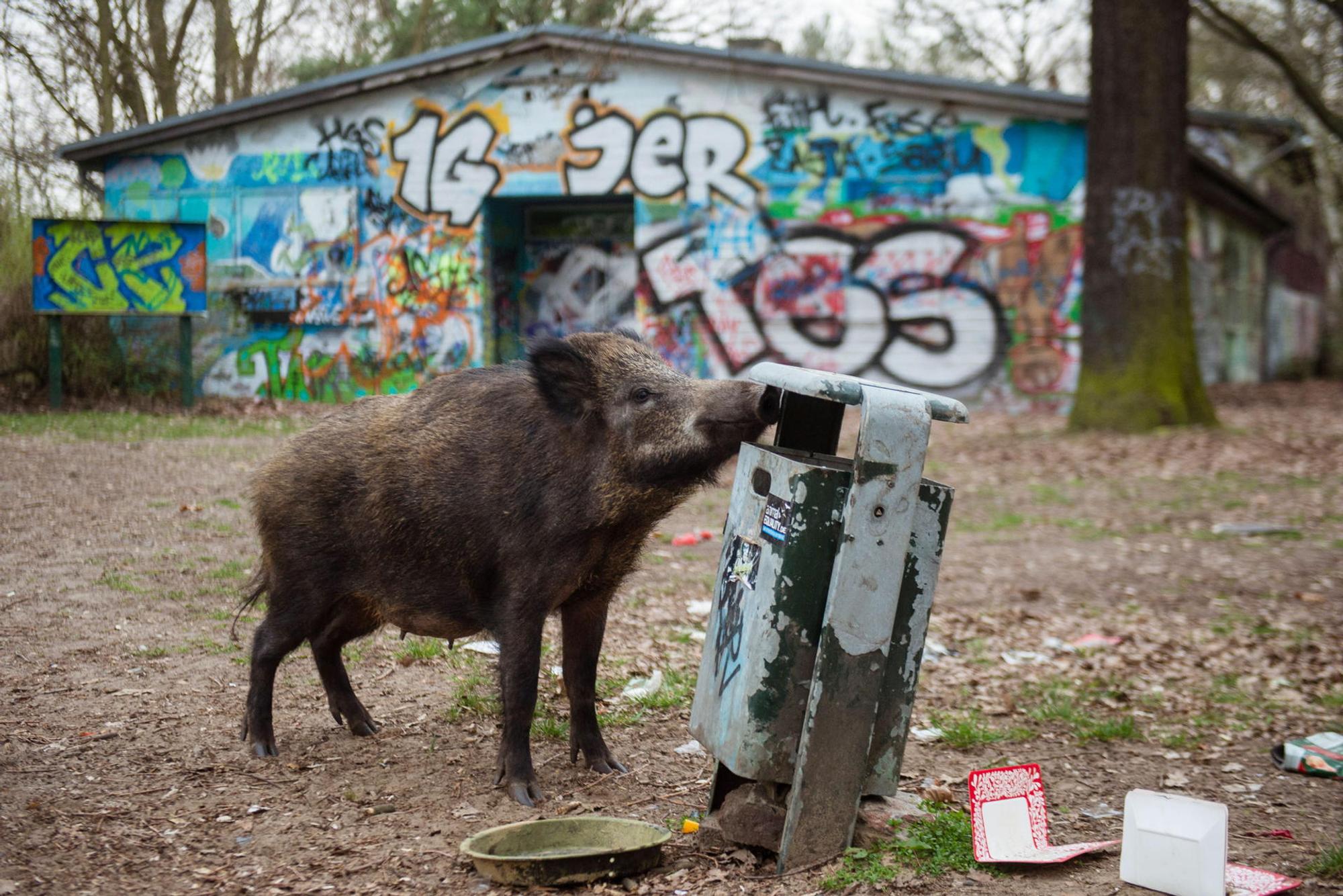 Wild_Graffiti