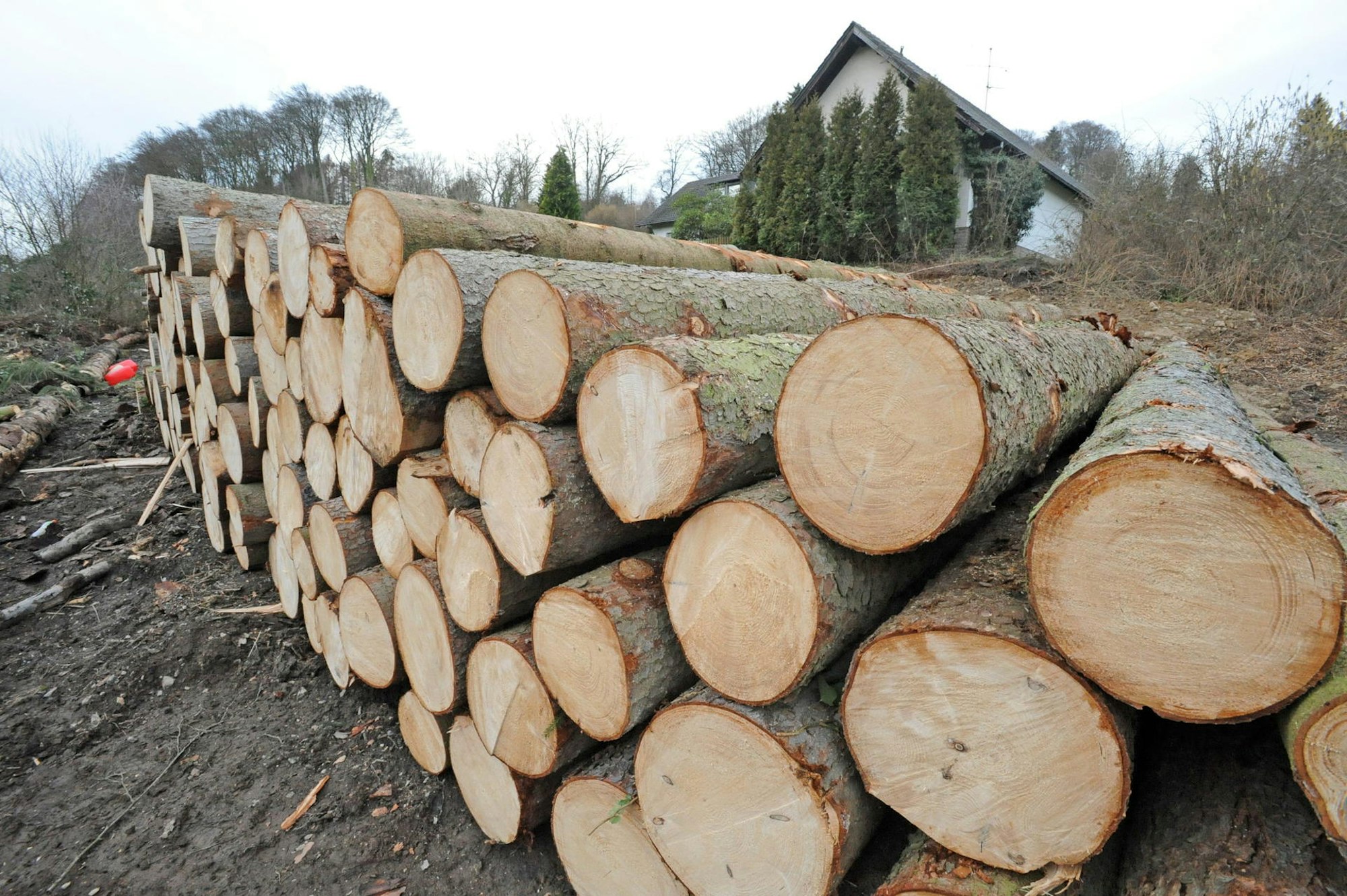 wu-diepental-fichten_(1)