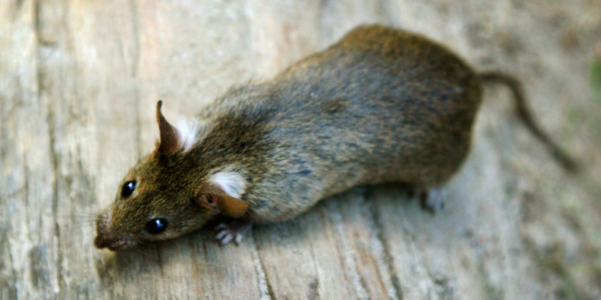Ratte