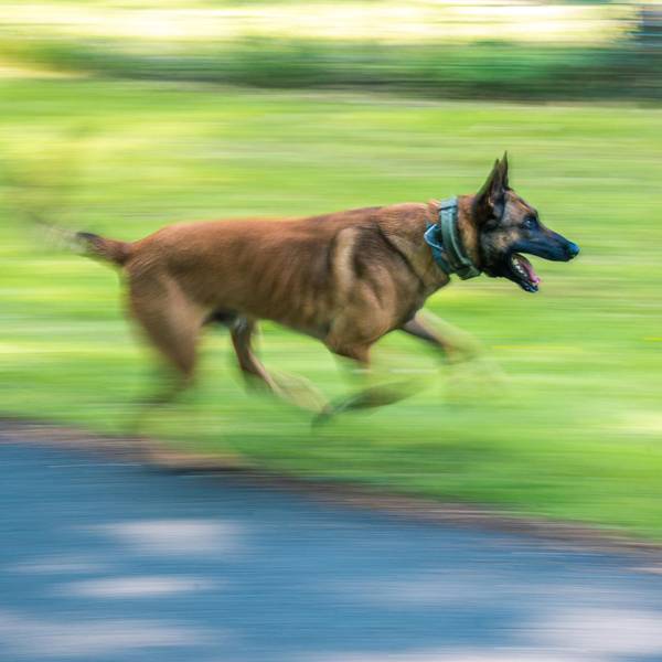 Polizeihund