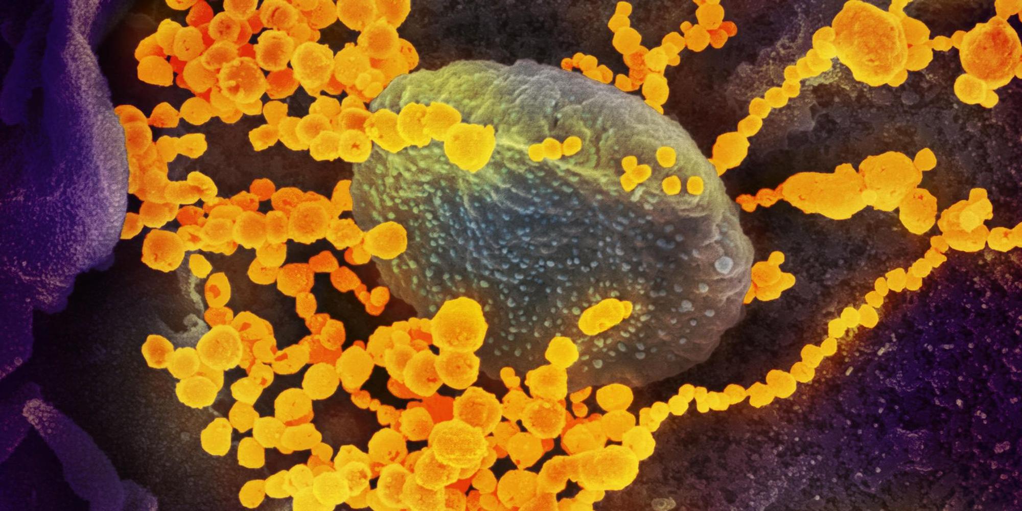 coronavirus-symbol