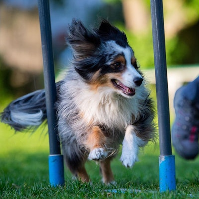 Hunde