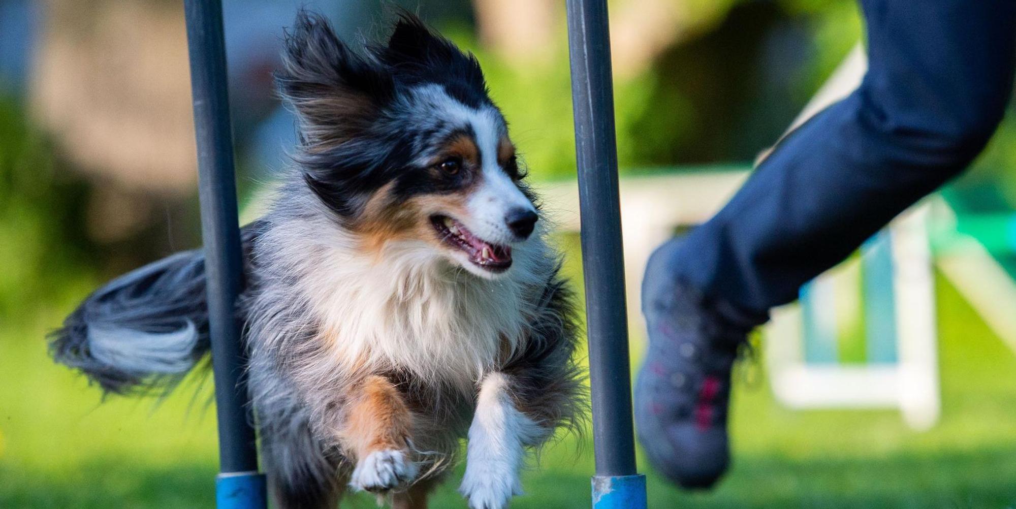 Hunde