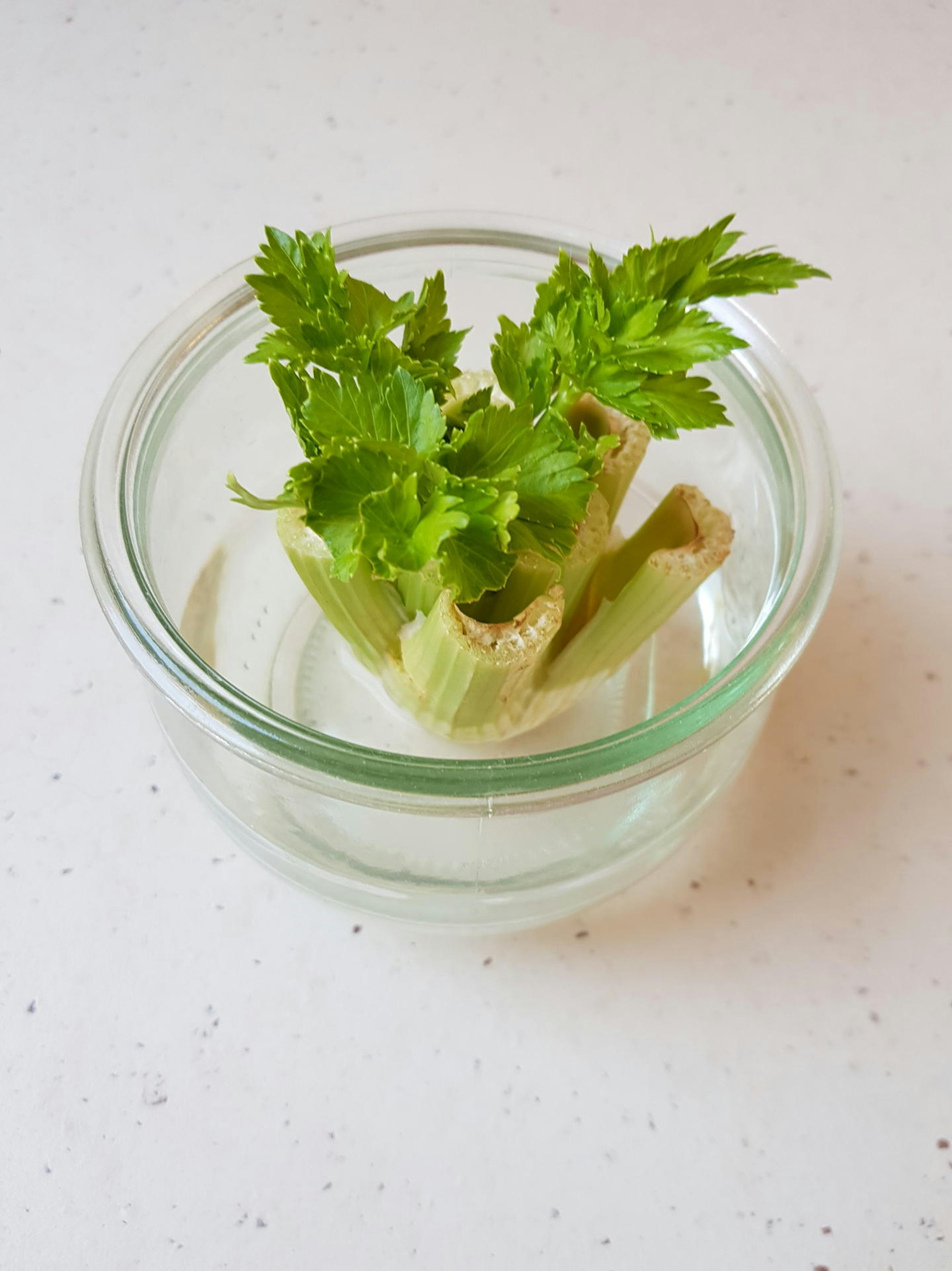 Staudensellerie 4-Ina