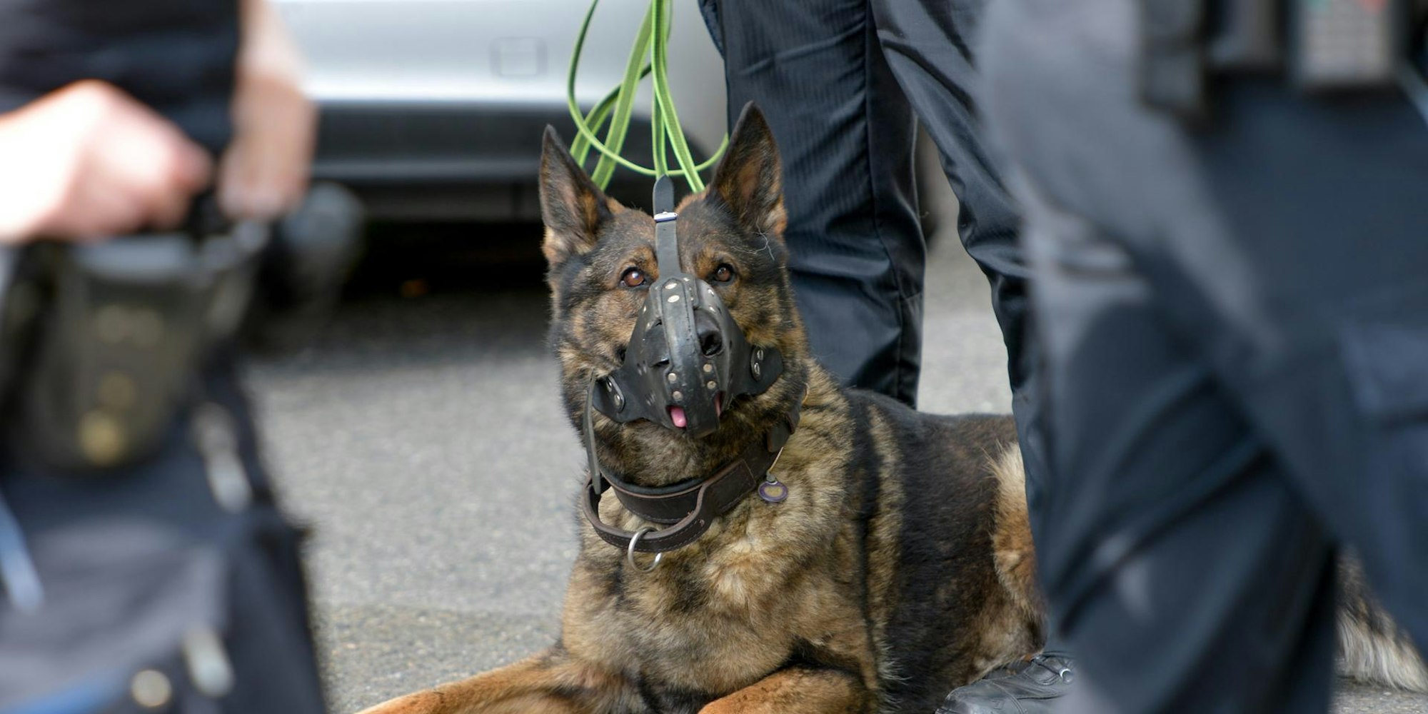 Polizeihund