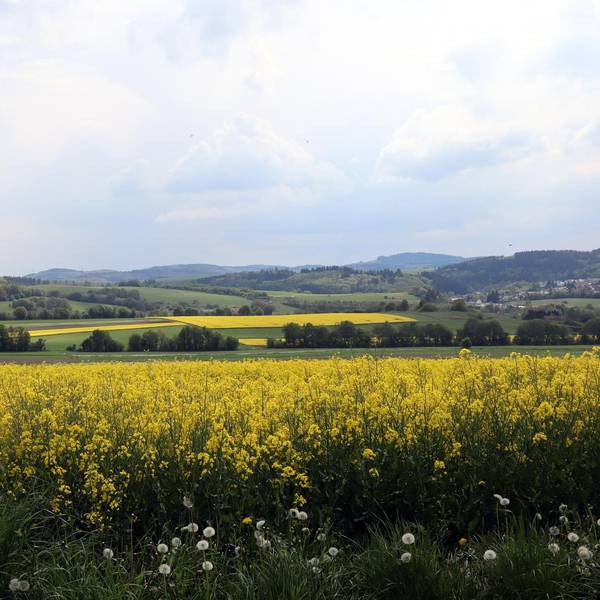 Wanderung Vier-Dörfer-Weg Blick auf Hocheifel