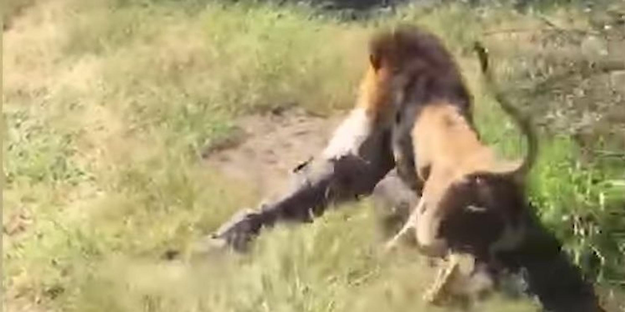Löwe greift Mann in Südafrika an