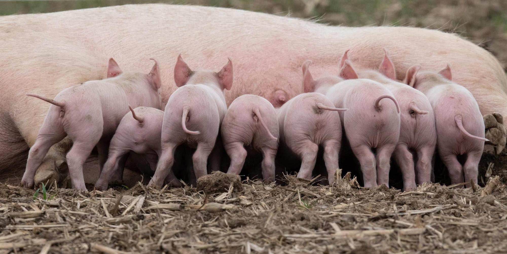 Ferkel säugen an der Muttersau