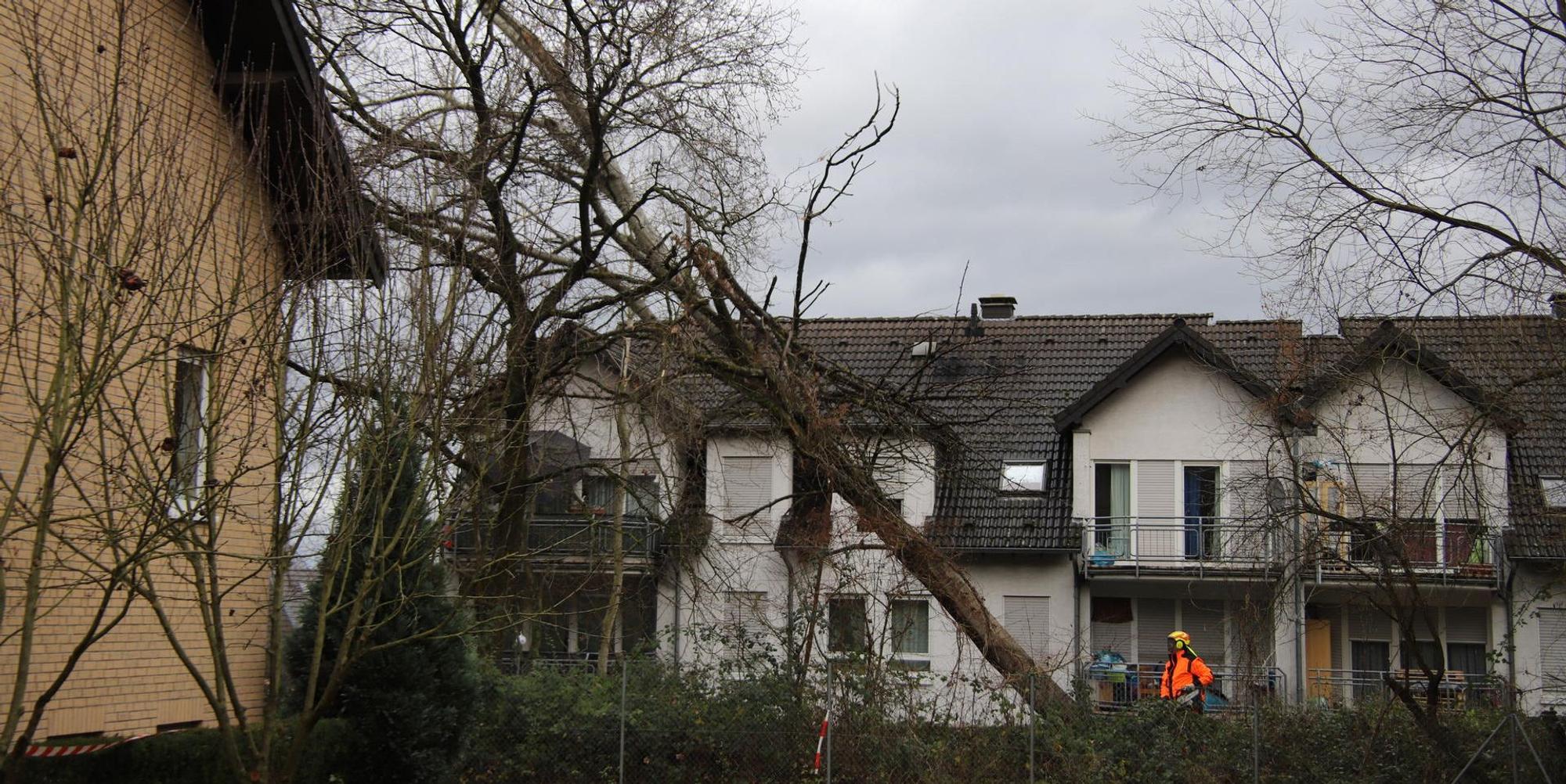 Pappel Siegburg