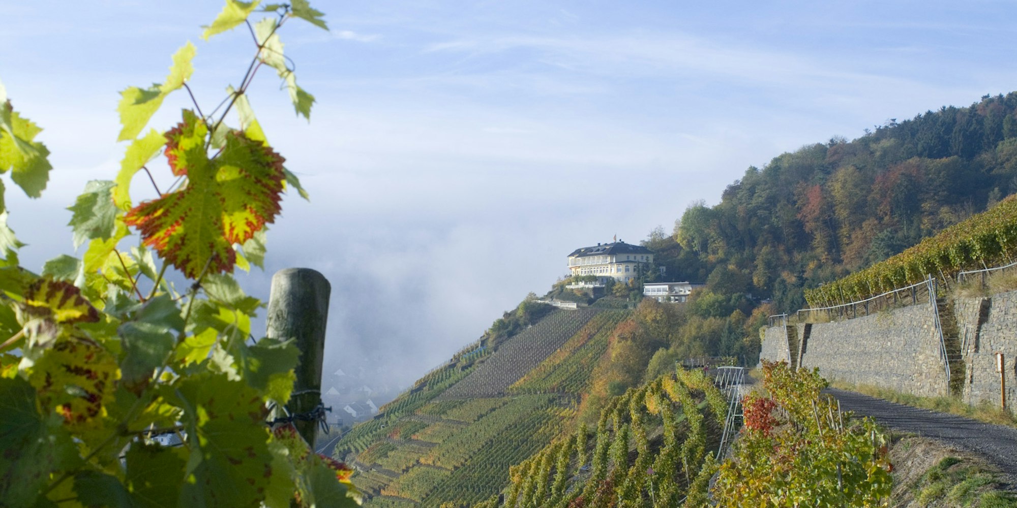 Weinberge in Walporzheim © Dominik Ketz_Ahrtal-Tourismus
