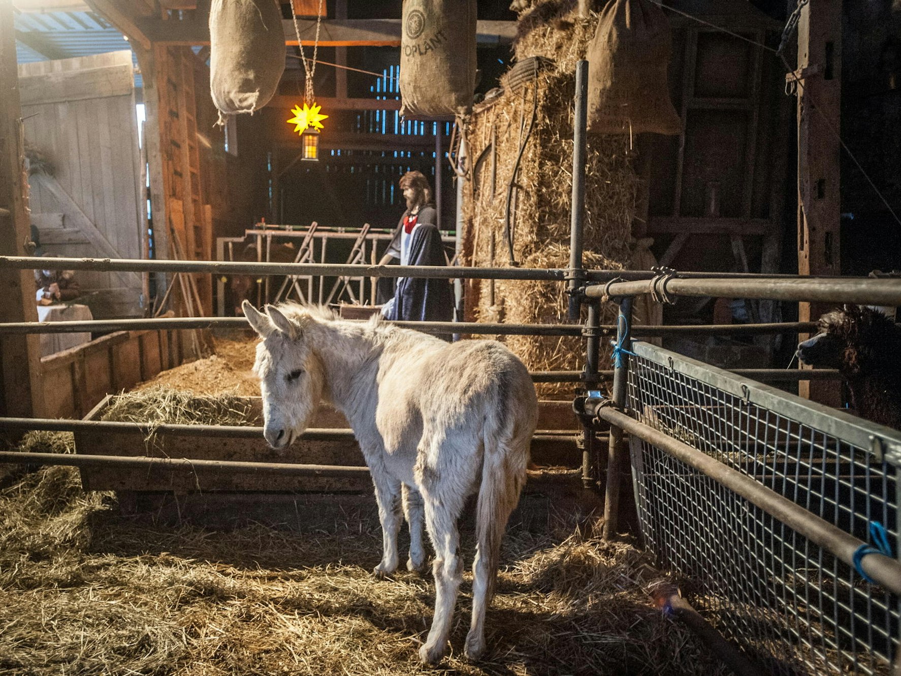 Heiligabend-leverkusen_ALF_5241