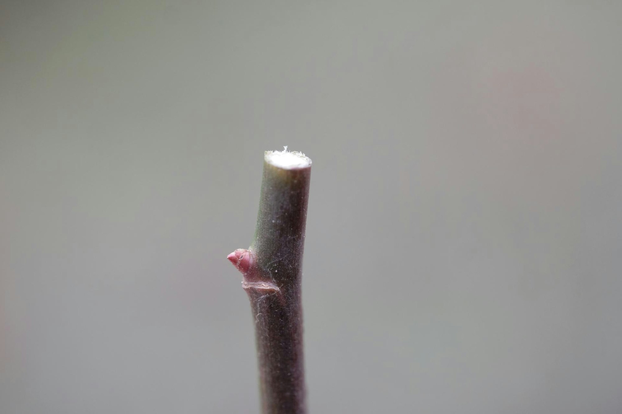 Gartenkalender Dezember 2