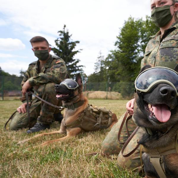 schäferhunde