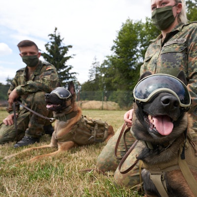schäferhunde