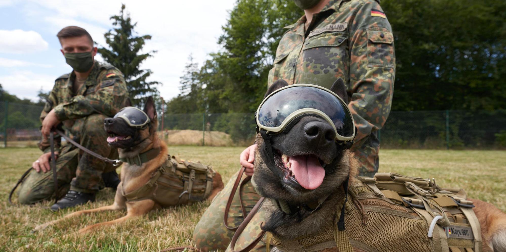 schäferhunde