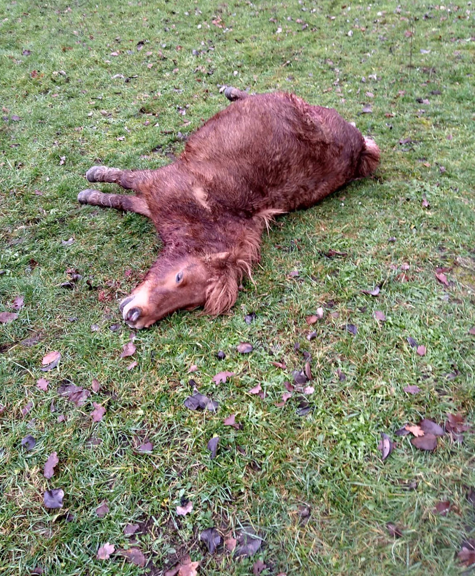 shetlandpony