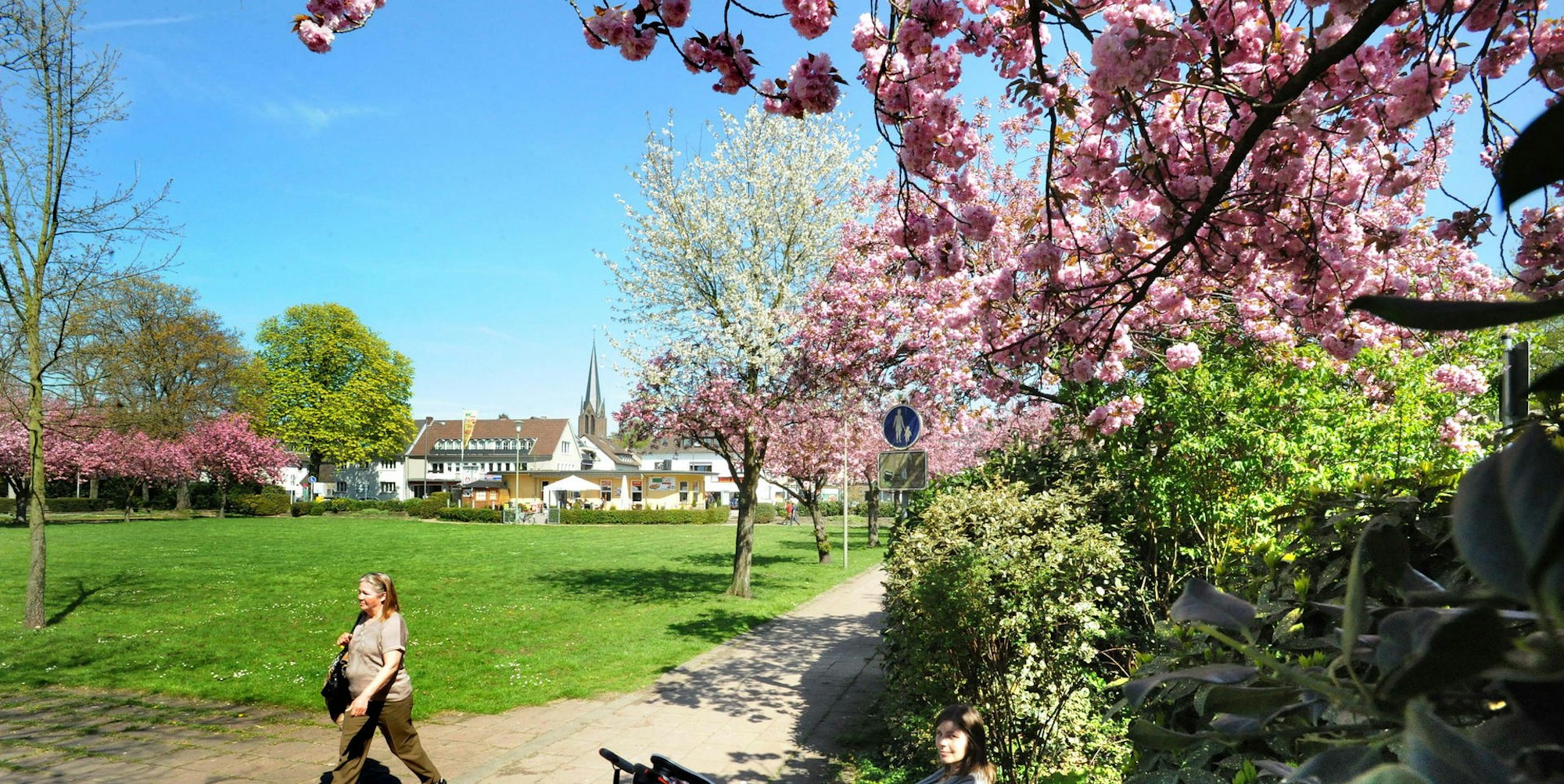 Stadtpark mit Blüte