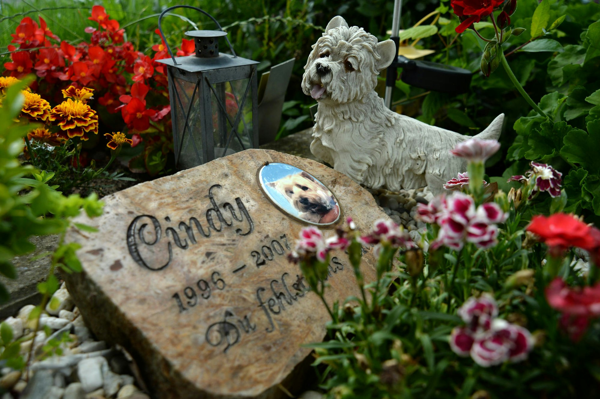Haustier gestorben Beerdigung