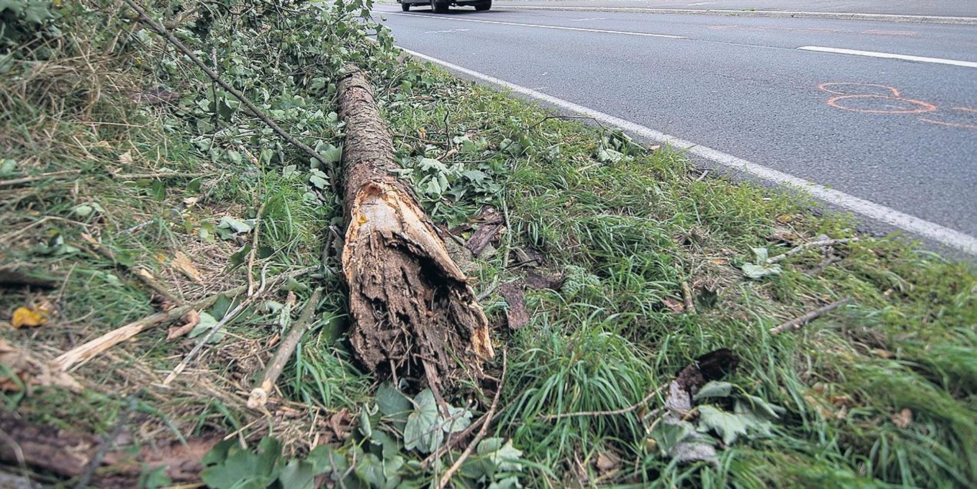 Morscher Unfallbaum
