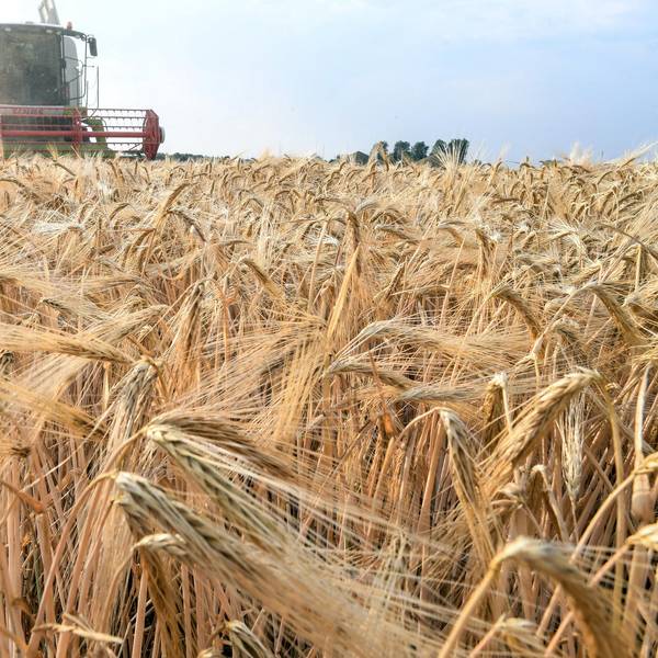 Landwirt Ernte Mähdrescher dpa