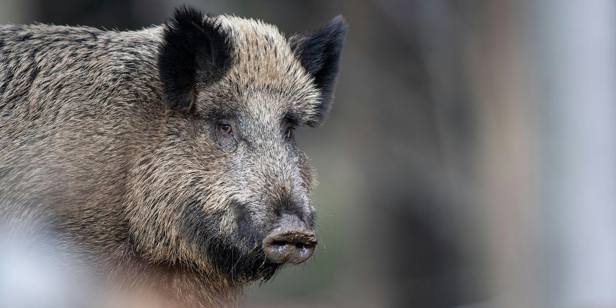 Afrikanische Schweinepest_Wildschwein