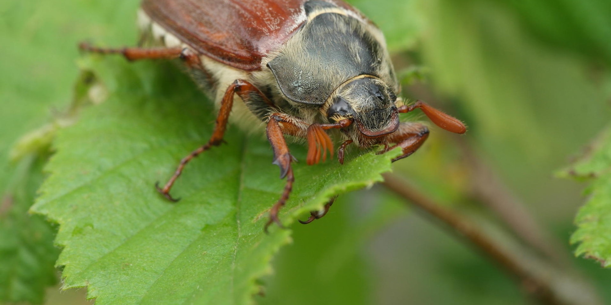 Maikaefer,_Burg_Blankenberg