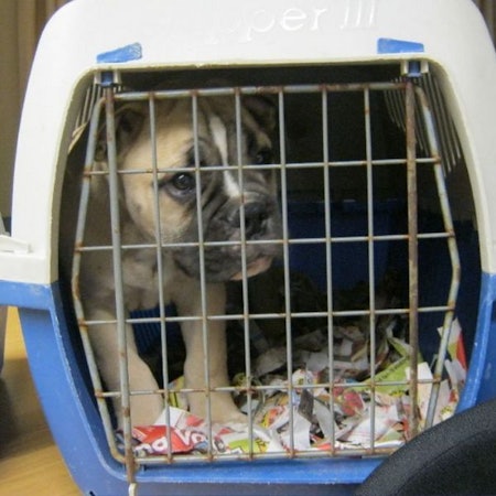 Illegaler_Hundehande_36023283