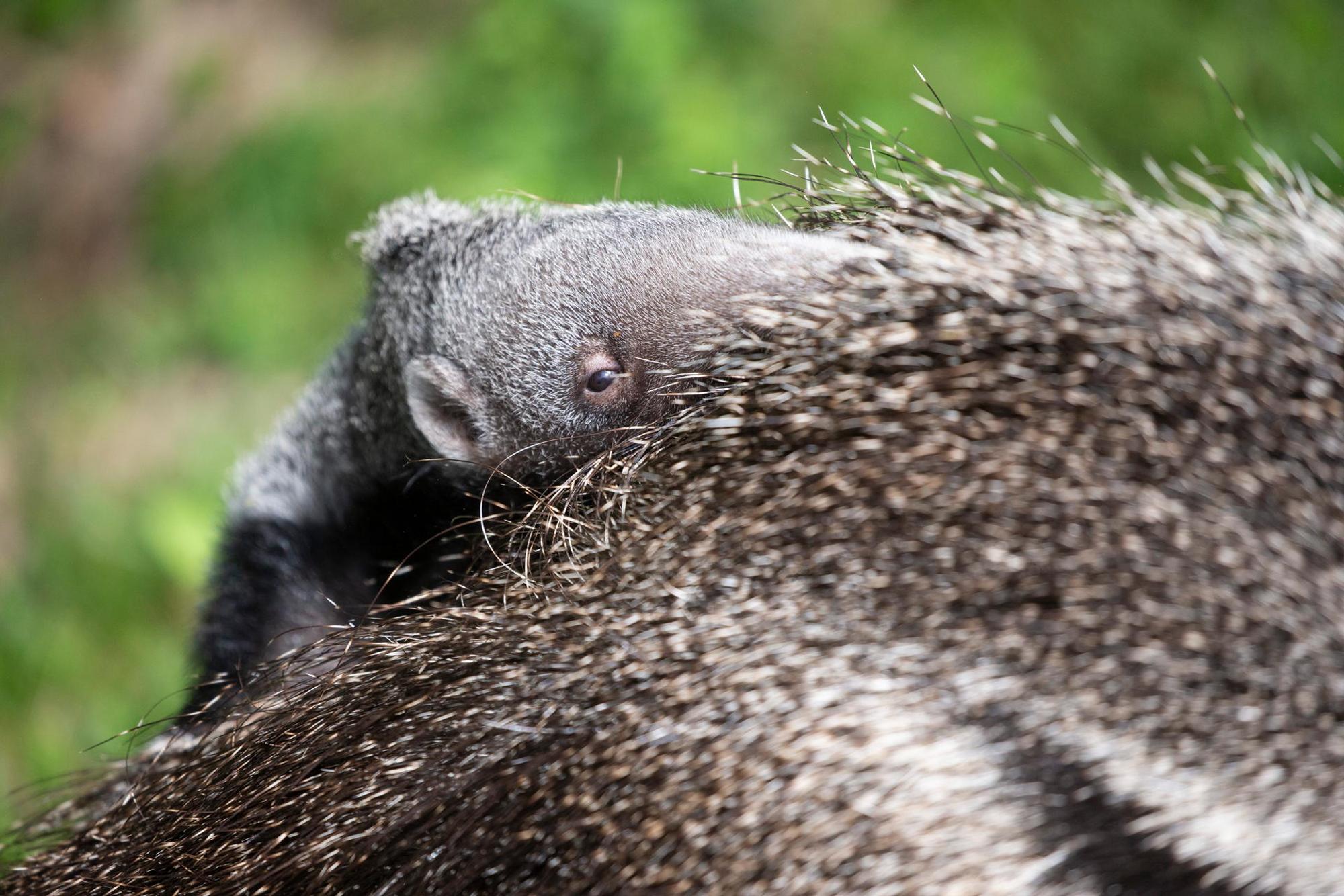 20220421_tb_Zoo_Ameisenbaer_005