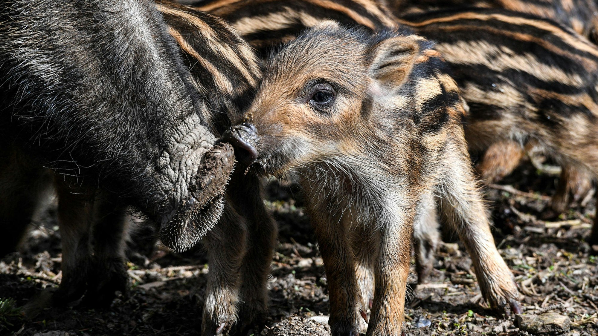 Wenige Wochen alt sind die Frischlinge an der Bonner Waldau