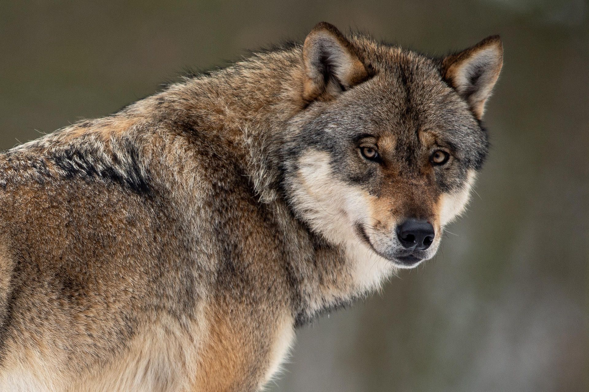 Wolf_Hessen