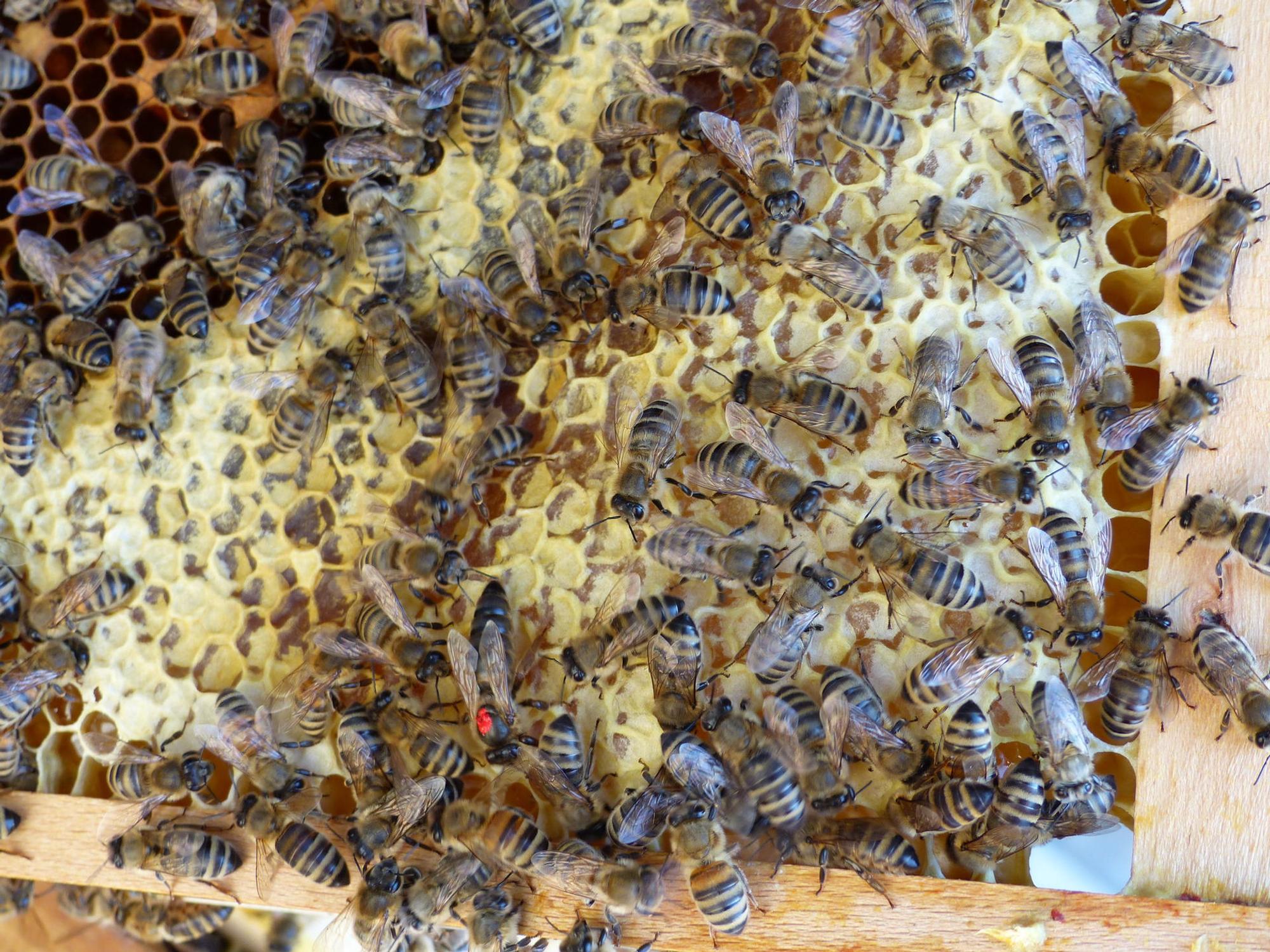 Dombienen_(2)
