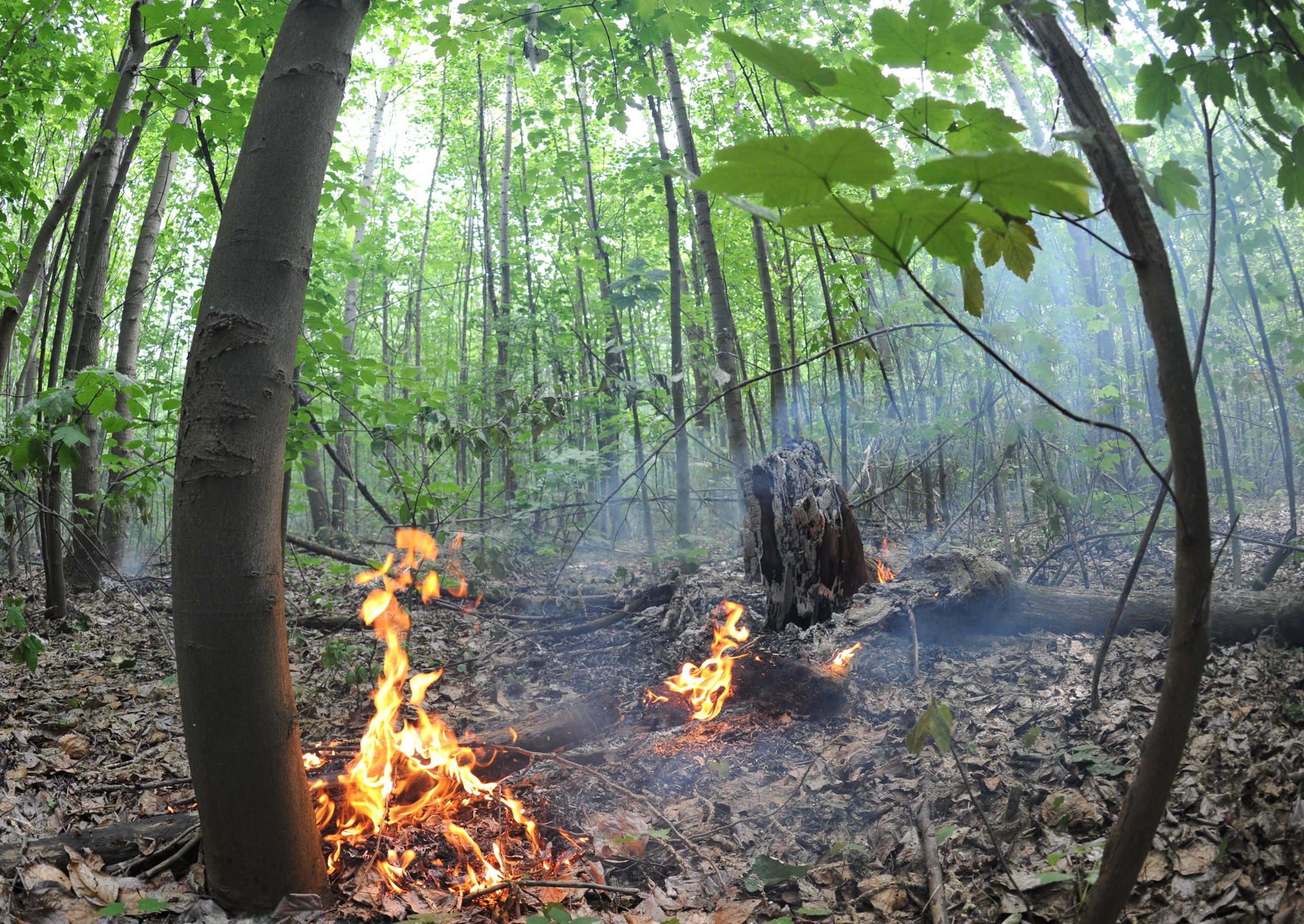 Waldbrand 1