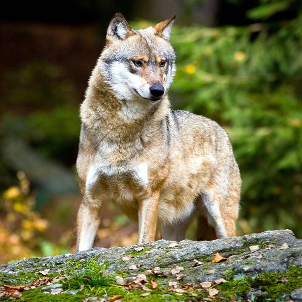 Wolf