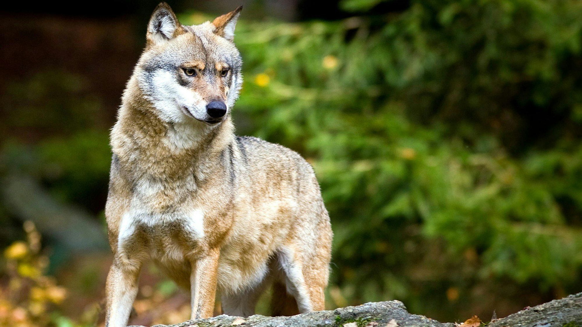 Ein Wolf steht auf einem Felsen.