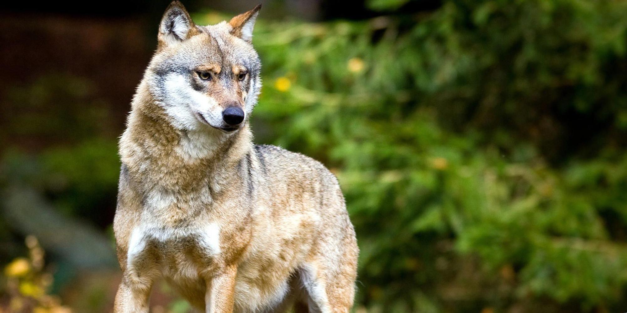 Wolf