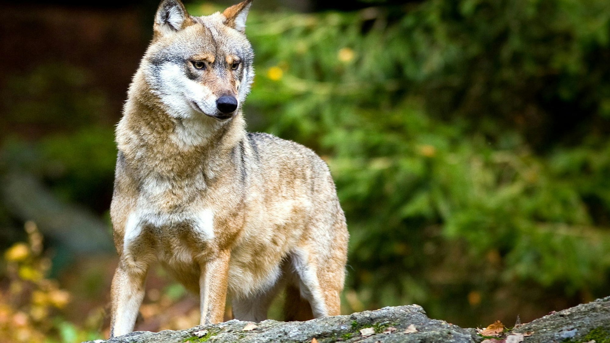 Ein Mann aus Gummersbach-Dieringhausen will in seinem Heimatort einen Wolf gesehen haben. Seine Beobachtung hat er dem Landesamt für Natur, Umwelt und Verbraucherschutz mitgeteilt.