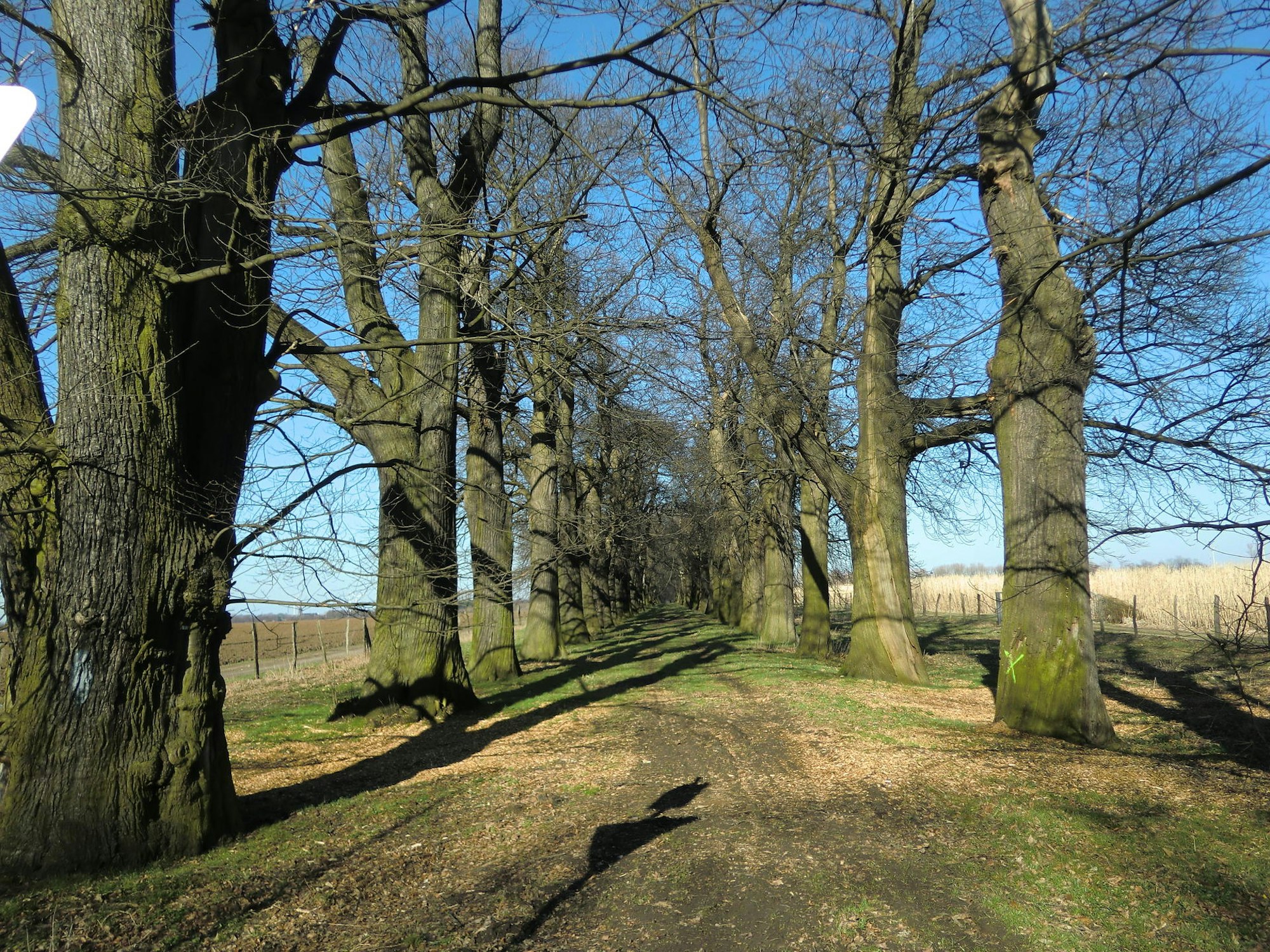Schloss_Dyck_Esskastanien_Allee_-_Jüchen_Wiki_Lipinsky_3.0