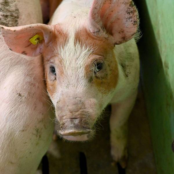 Schwein guckt traurig