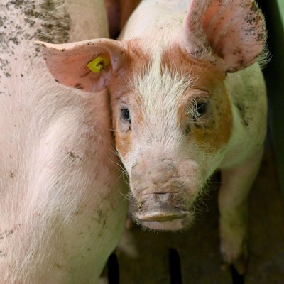 Schwein guckt traurig