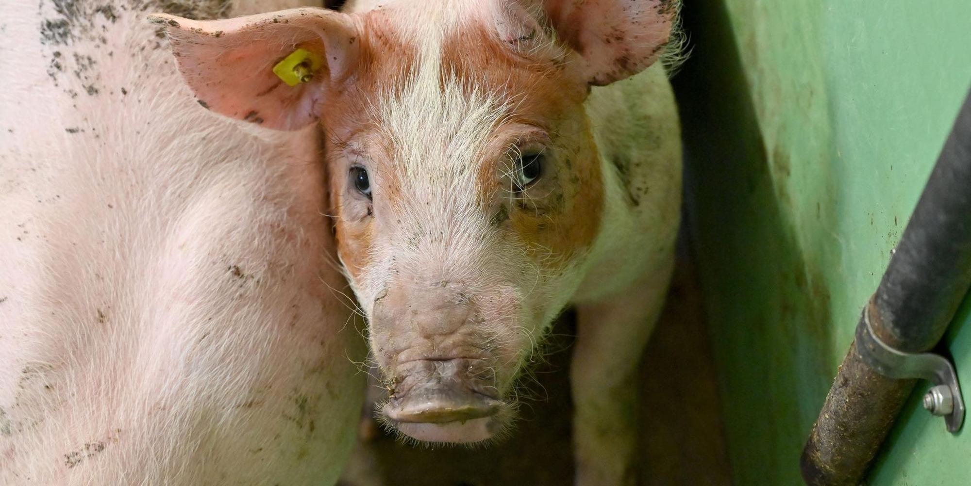 Schwein guckt traurig