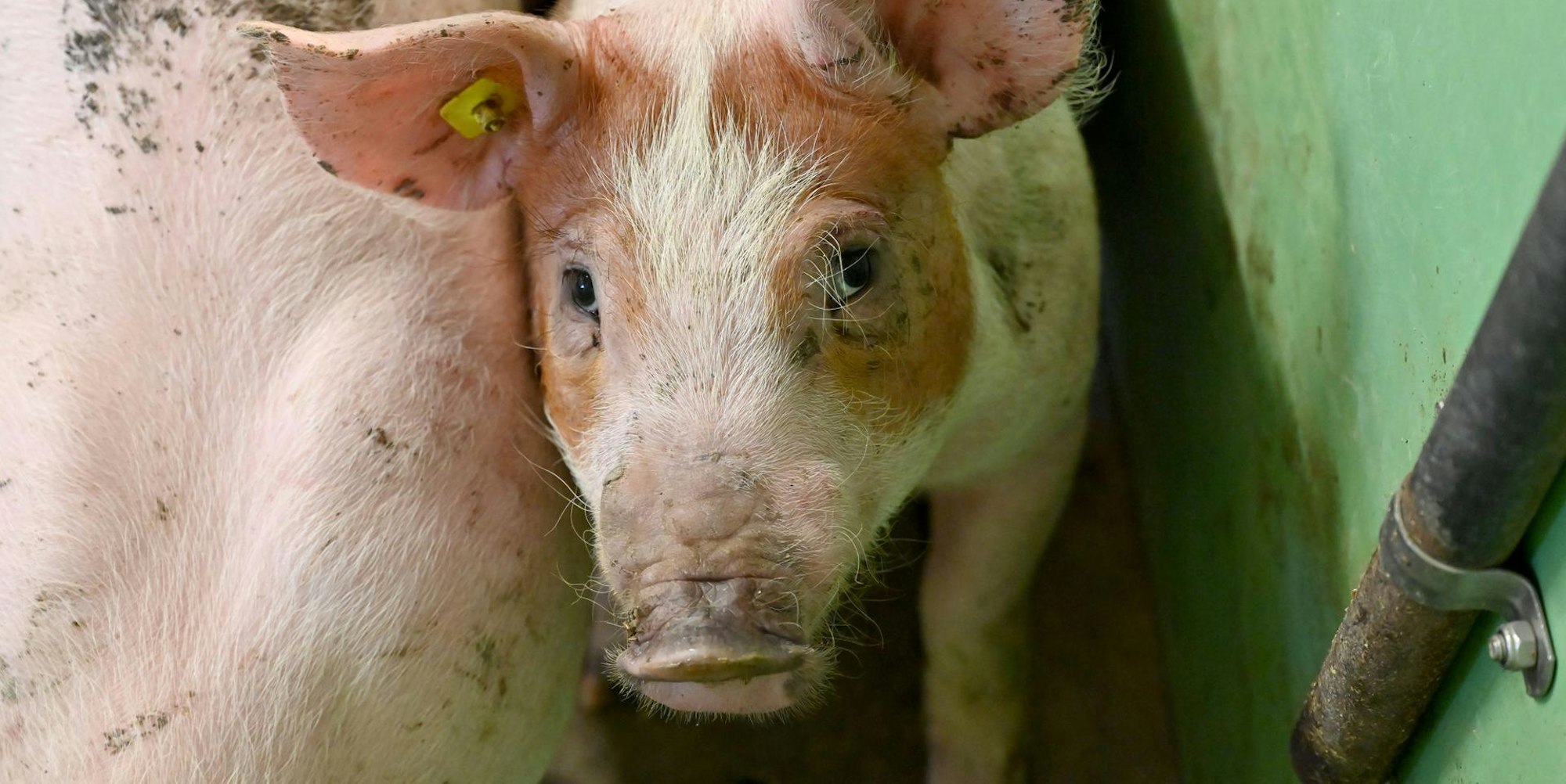 Schwein guckt traurig