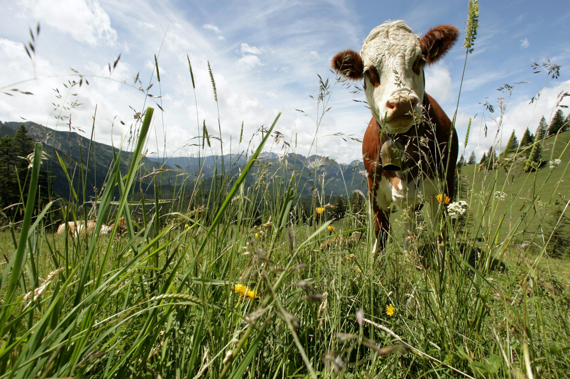 Kuh_auf_Wiese_34235936