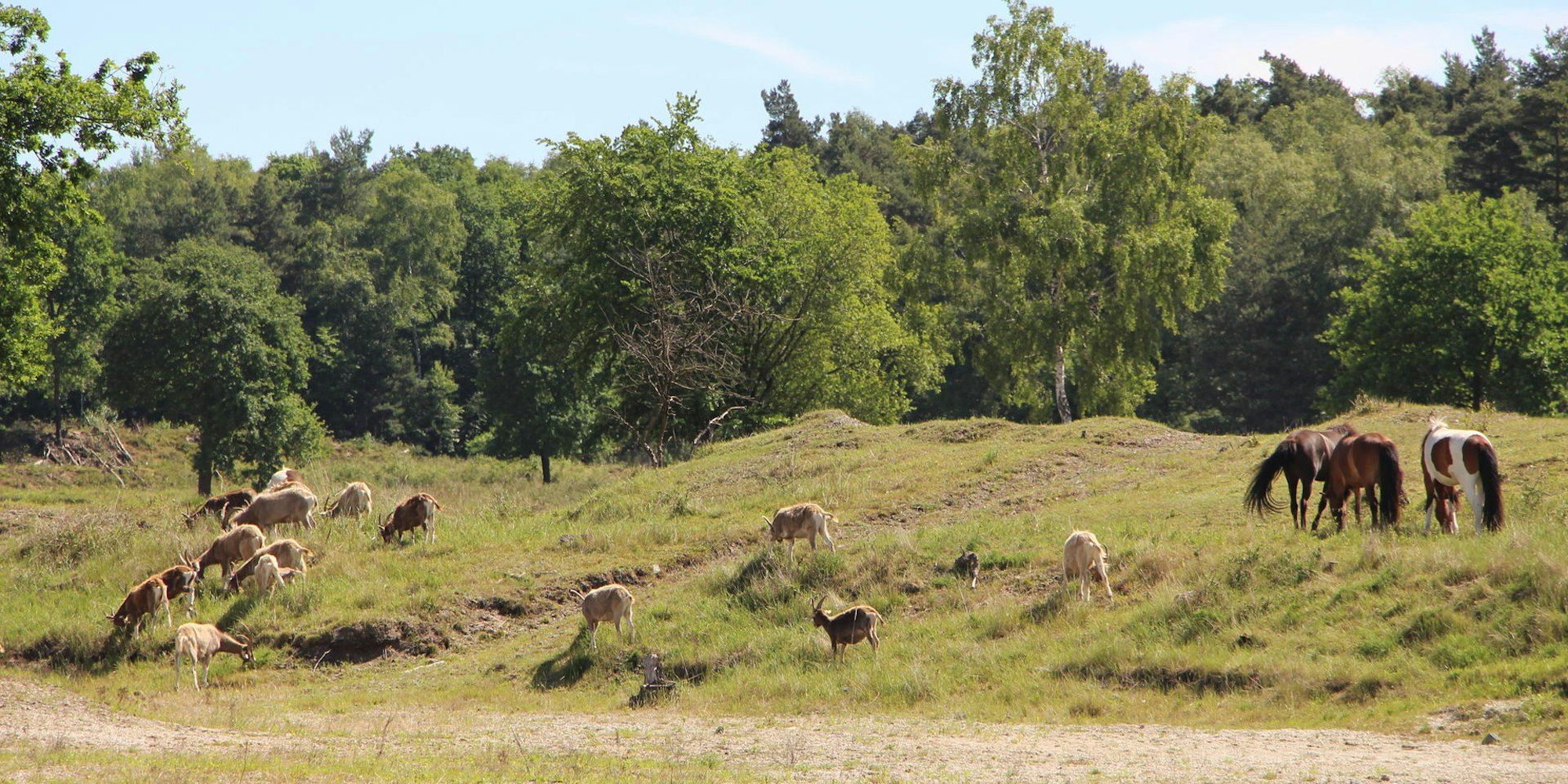 Wahner Heide (7)