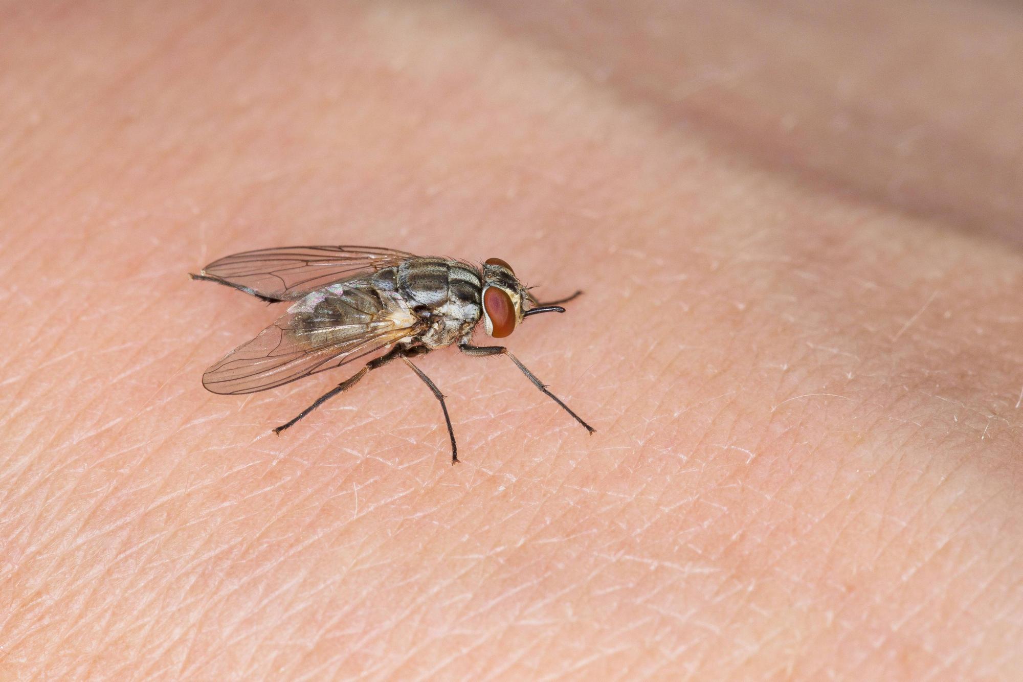 Stechfliege_imago